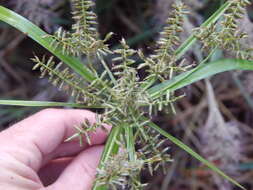 Image de Cyperus hillebrandii Boeckeler