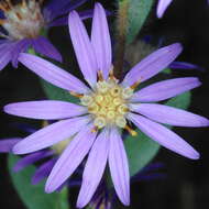 Plancia ëd Symphyotrichum concolor (L.) G. L. Nesom