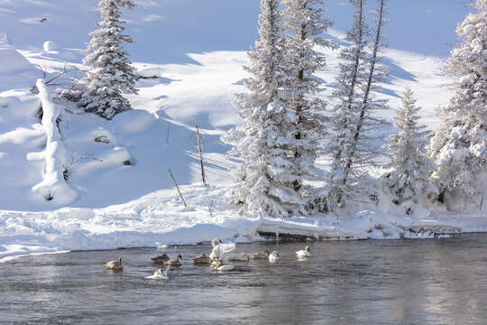 Image of Trumpeter Swan