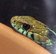 Image of San Francisco garter snake