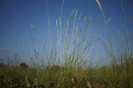 صورة Rytidosperma caespitosum (Gaudich.) Connor & Edgar