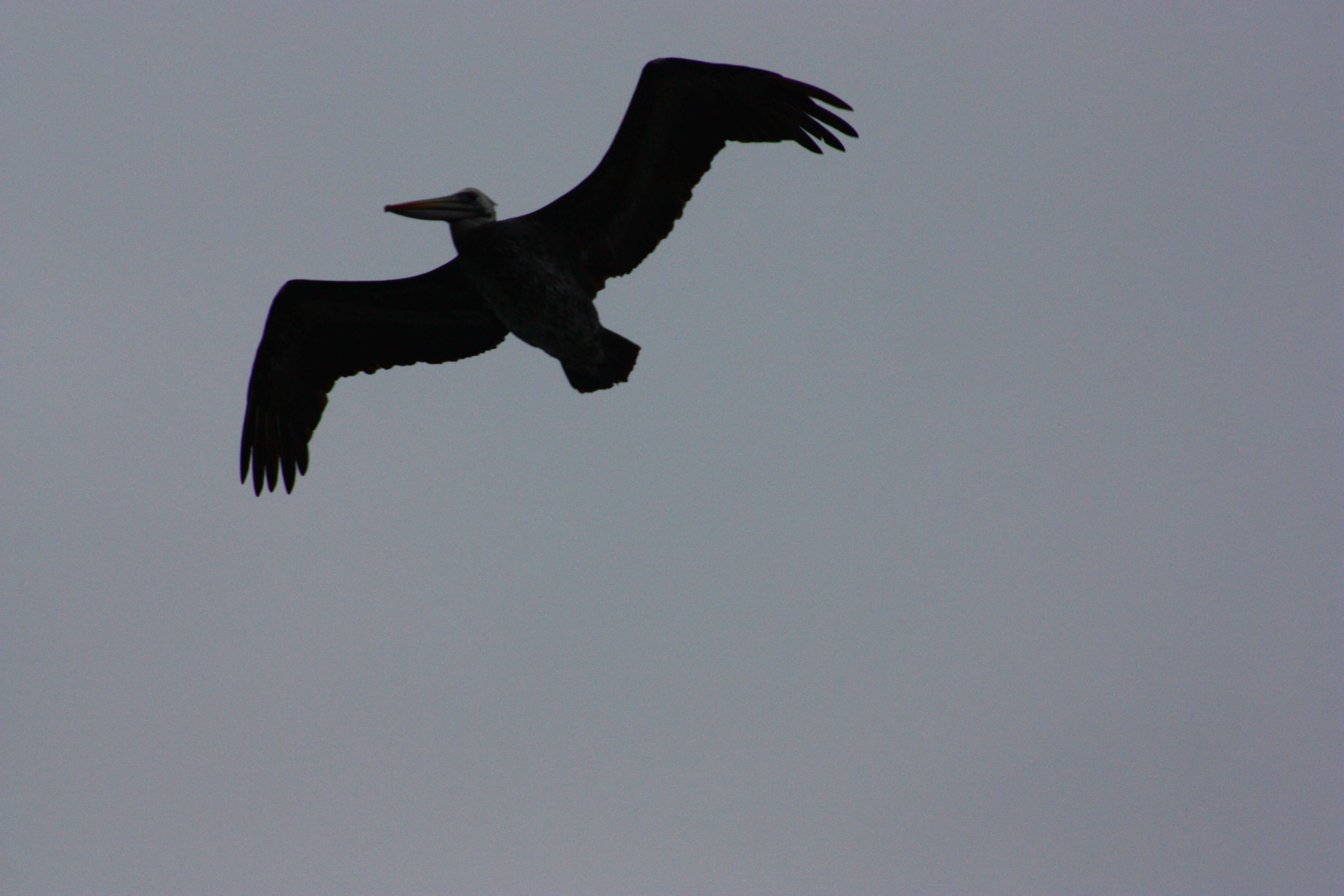 Image of Peruvian Pelican