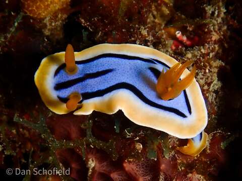 Sivun Chromodoris annae Bergh 1877 kuva