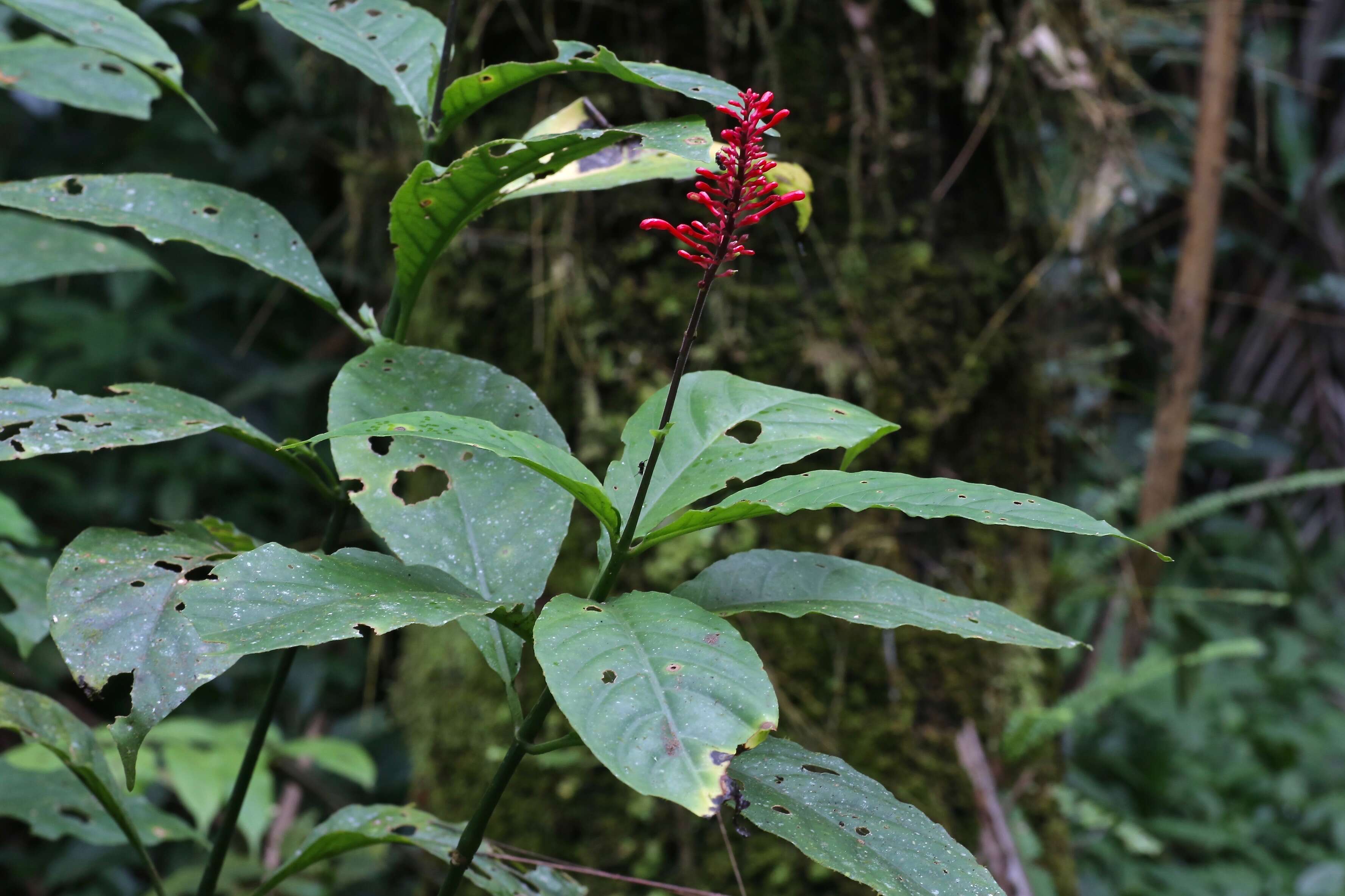 Image of Cardinal's guard flower