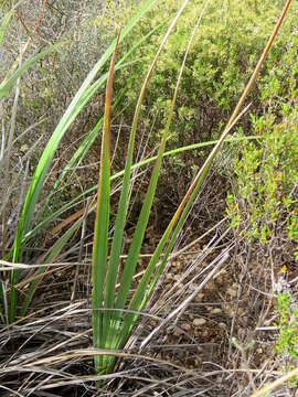 Image of Mountain pipes