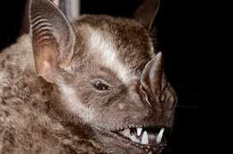 Image of Great Fruit-eating Bat