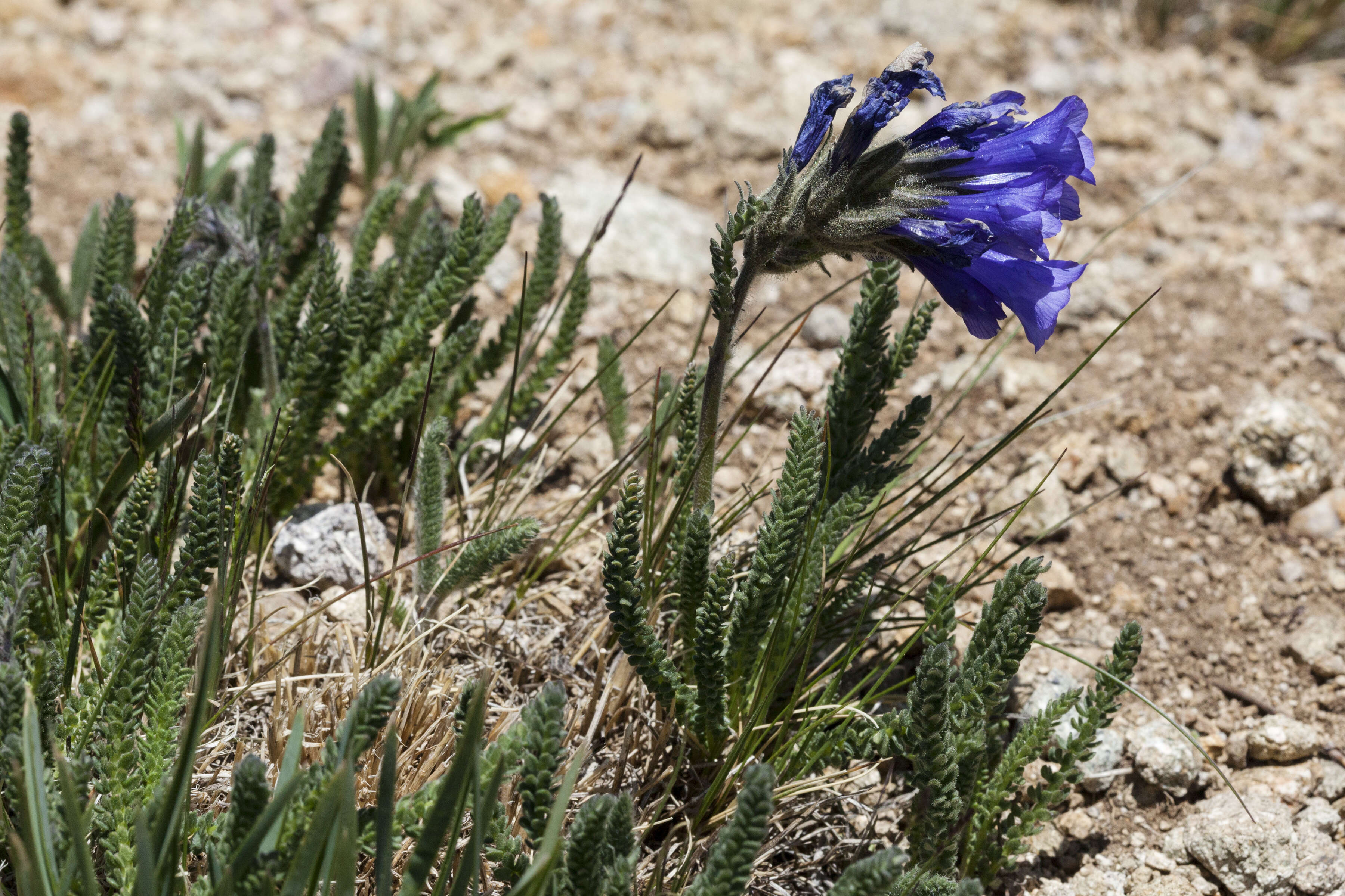 Image of sticky polemonium