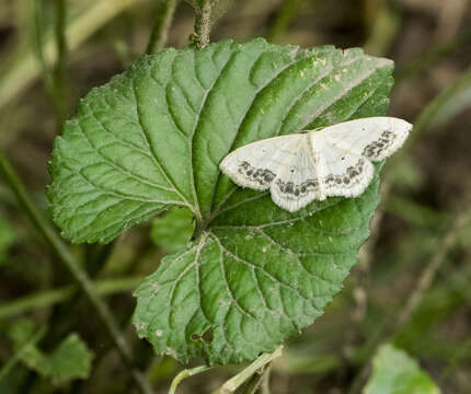 Image of Large Lace-border