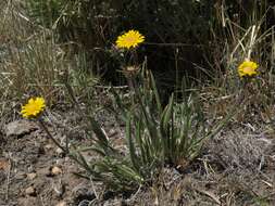 Imagem de Pyrrocoma apargioides (A. Gray) Greene