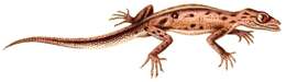 Image of South American Leaf-toed Gecko