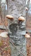 Image of birch polypore