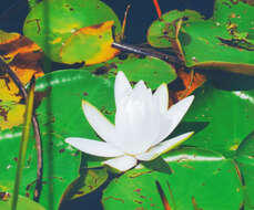 Image of American white waterlily