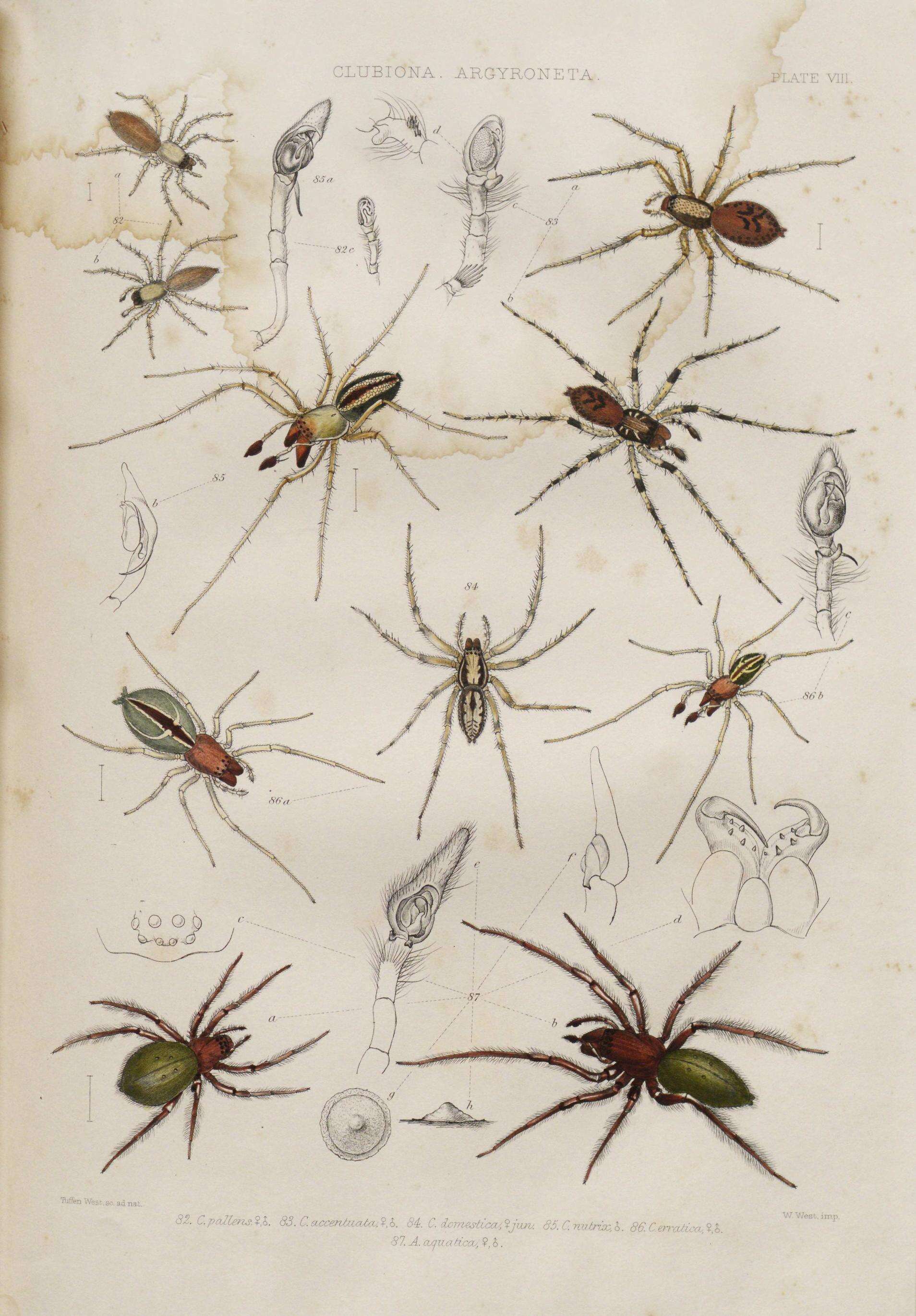 Image of Liocranum rupicola (Walckenaer 1830)