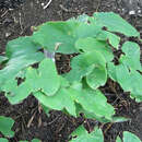 Image of Epimedium sagittatum (Siebold & Zucc.) Maxim.