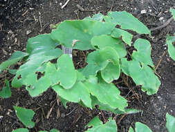 Image of Epimedium sagittatum (Siebold & Zucc.) Maxim.