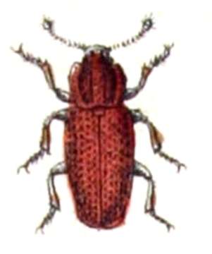 Image of Pycnomerus