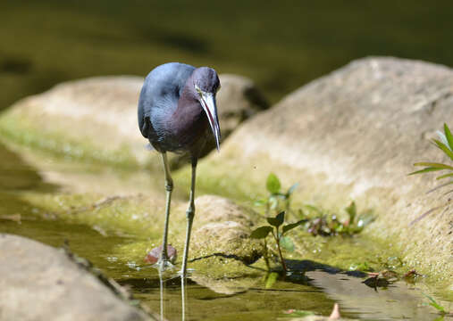 Image of Little Blue Heron