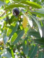 Image of Potato bush