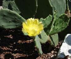 Imagem de Opuntia ficus-indica (L.) Mill.