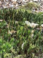 Image of Bank Haircap Moss