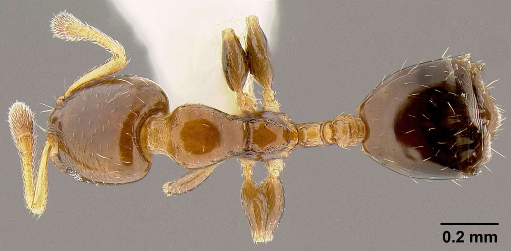 Image of Xenomyrmex floridanus Emery 1895