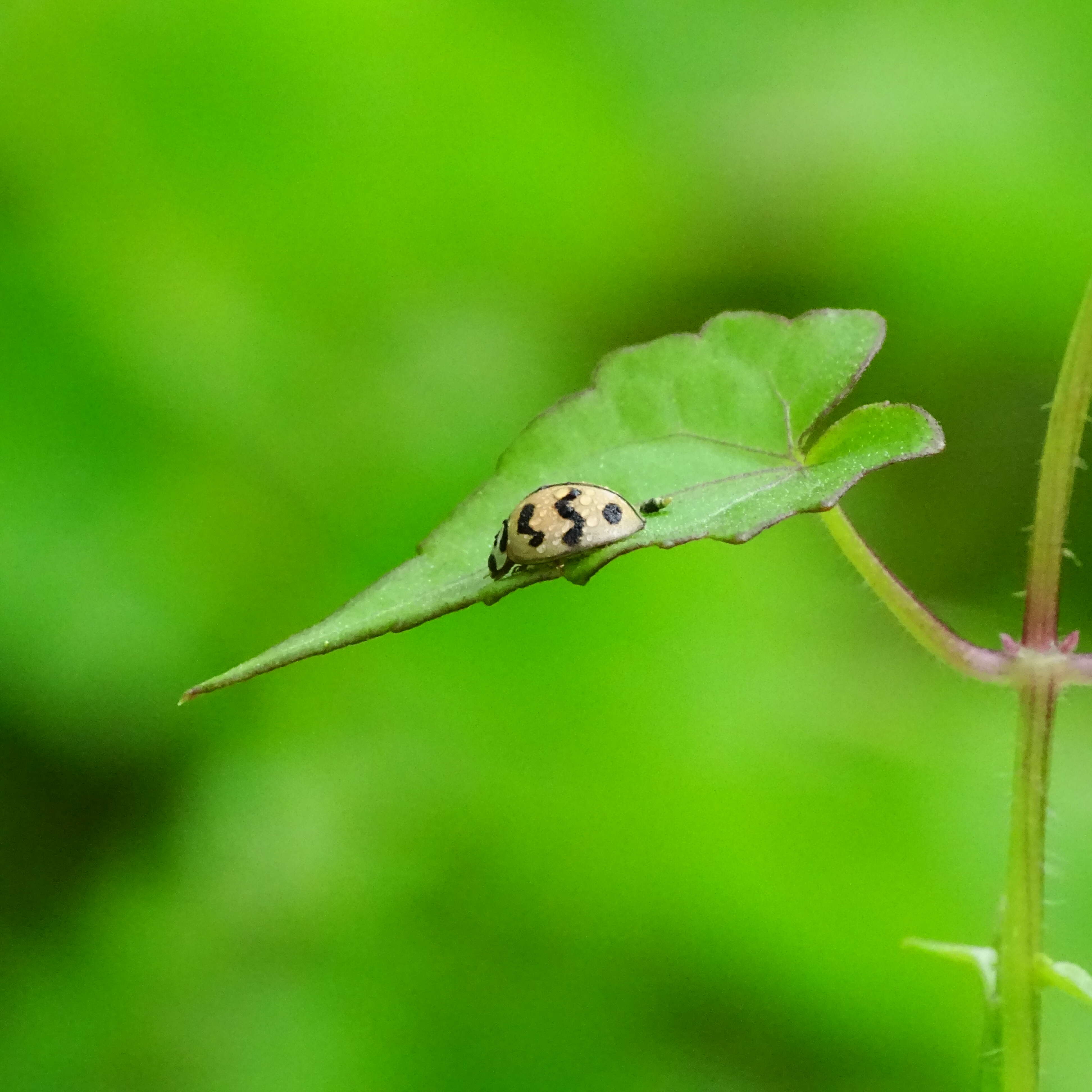 Image of Six-spotted Zigzag Ladybird