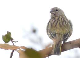 Image of Saffron Finch