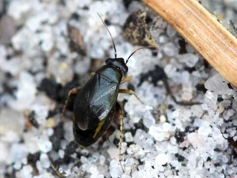 Слика од Chlamydatus pullus (Reuter 1870)