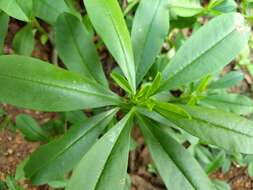 Image of Ceylon spinach