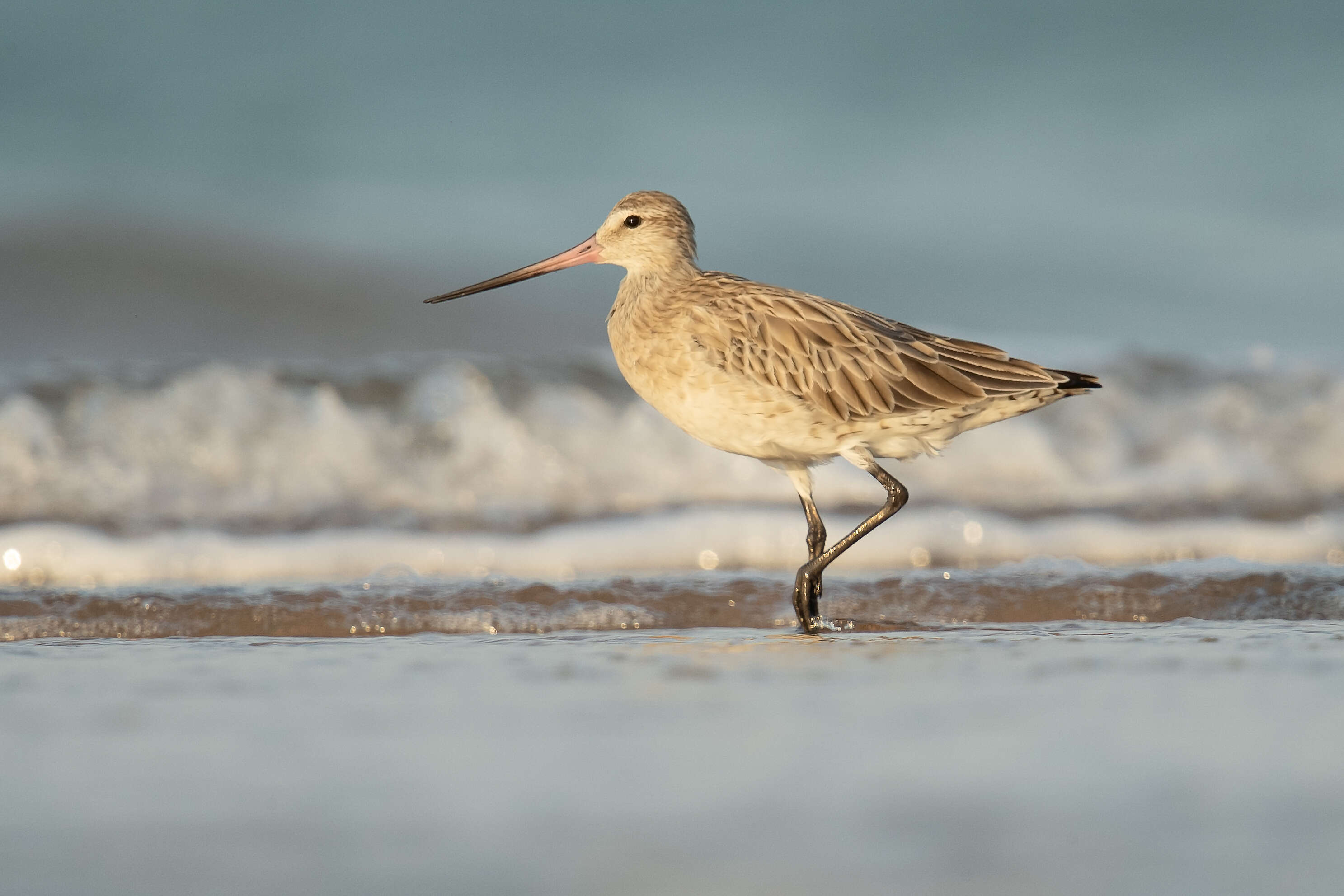 Image of Bar-tailed Godwit