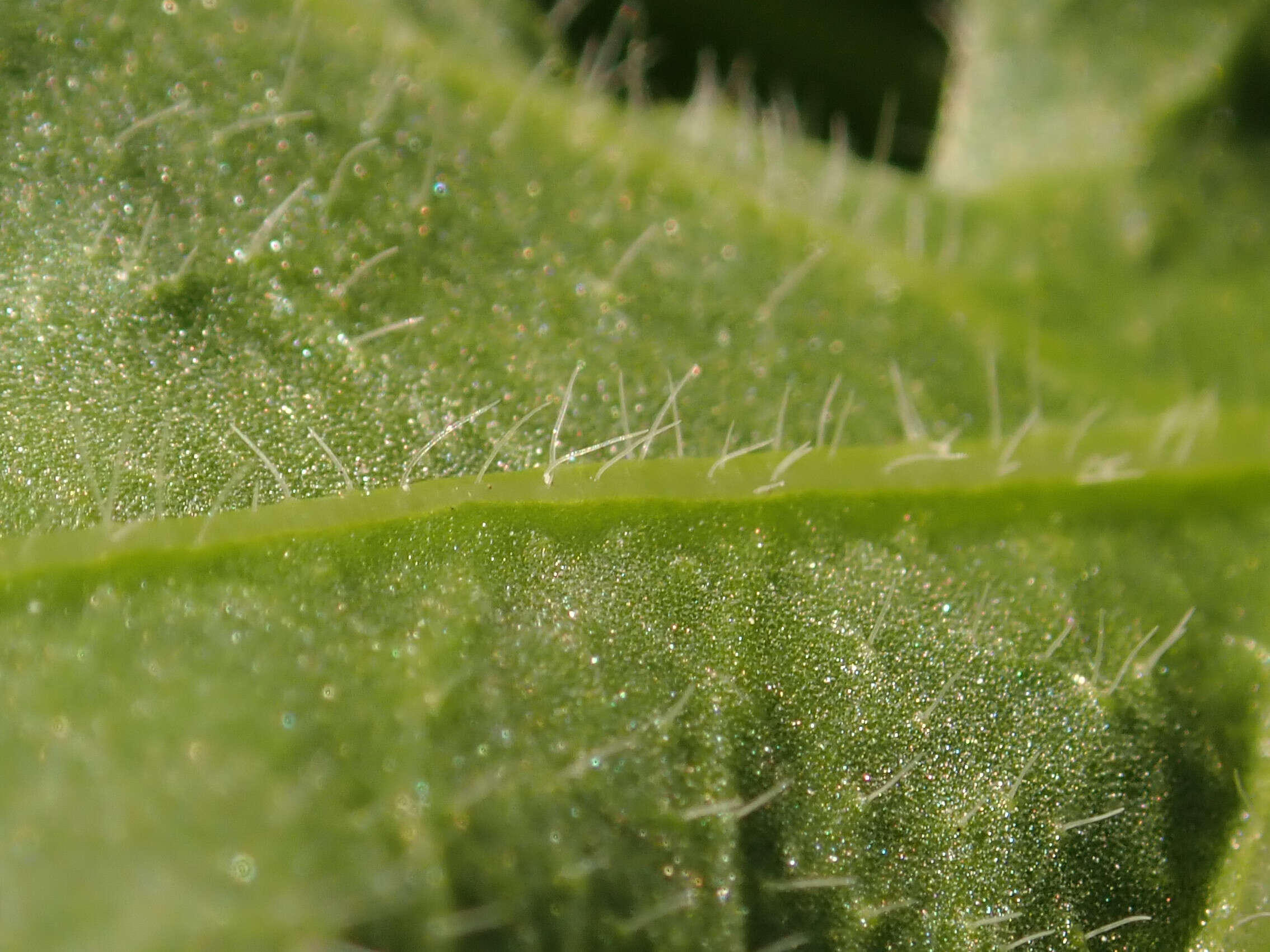 Imagem de Limonium sinuatum (L.) Miller