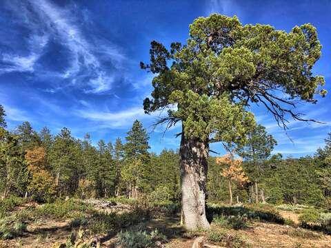 Sivun Juniperus deppeana Steud. kuva