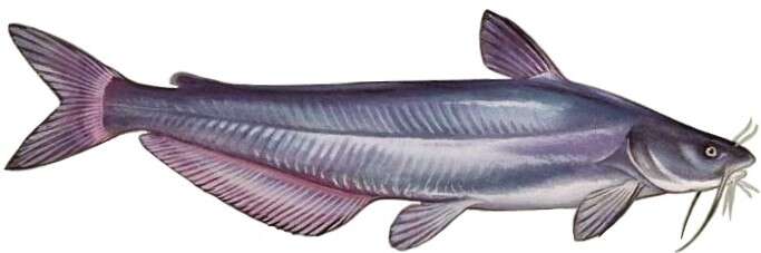 Image of Blue catfish