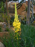 Imagem de Bulbine alooides (L.) Willd.