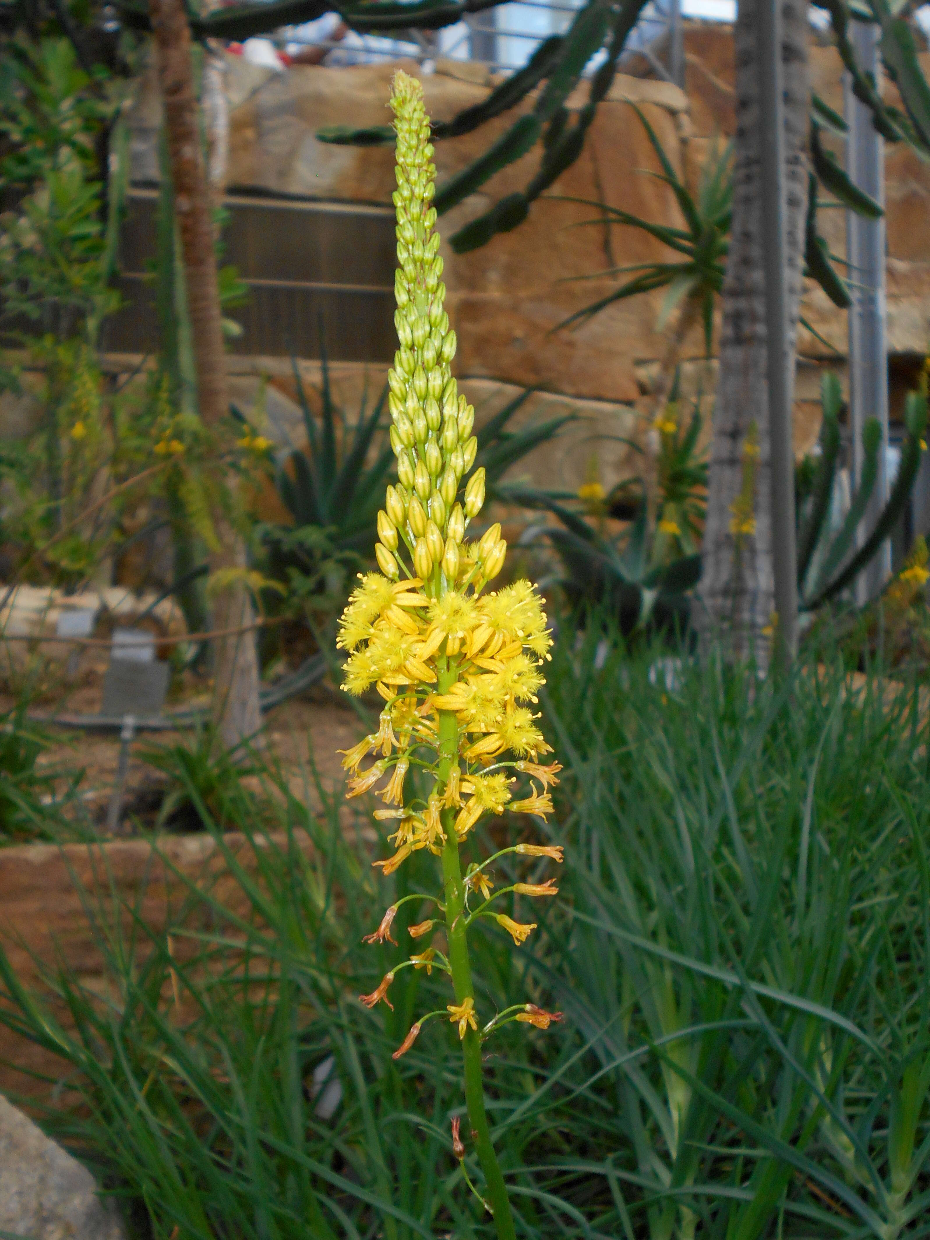 Image of Bulbine alooides (L.) Willd.