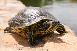 صورة Trachemys scripta scripta (Schoepff 1792)