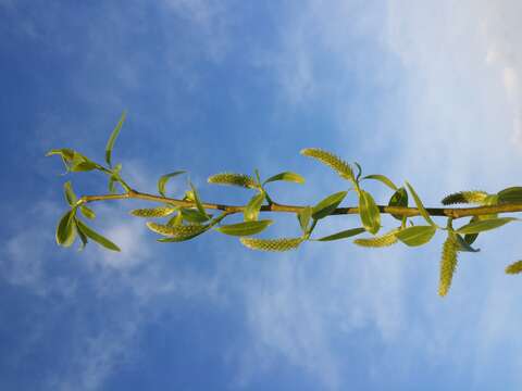 Image de Saule fragile