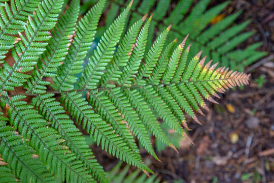 Image of Rough Tree Fern