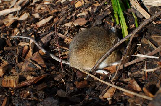 Image of wood mouse, long-tailed field mouse