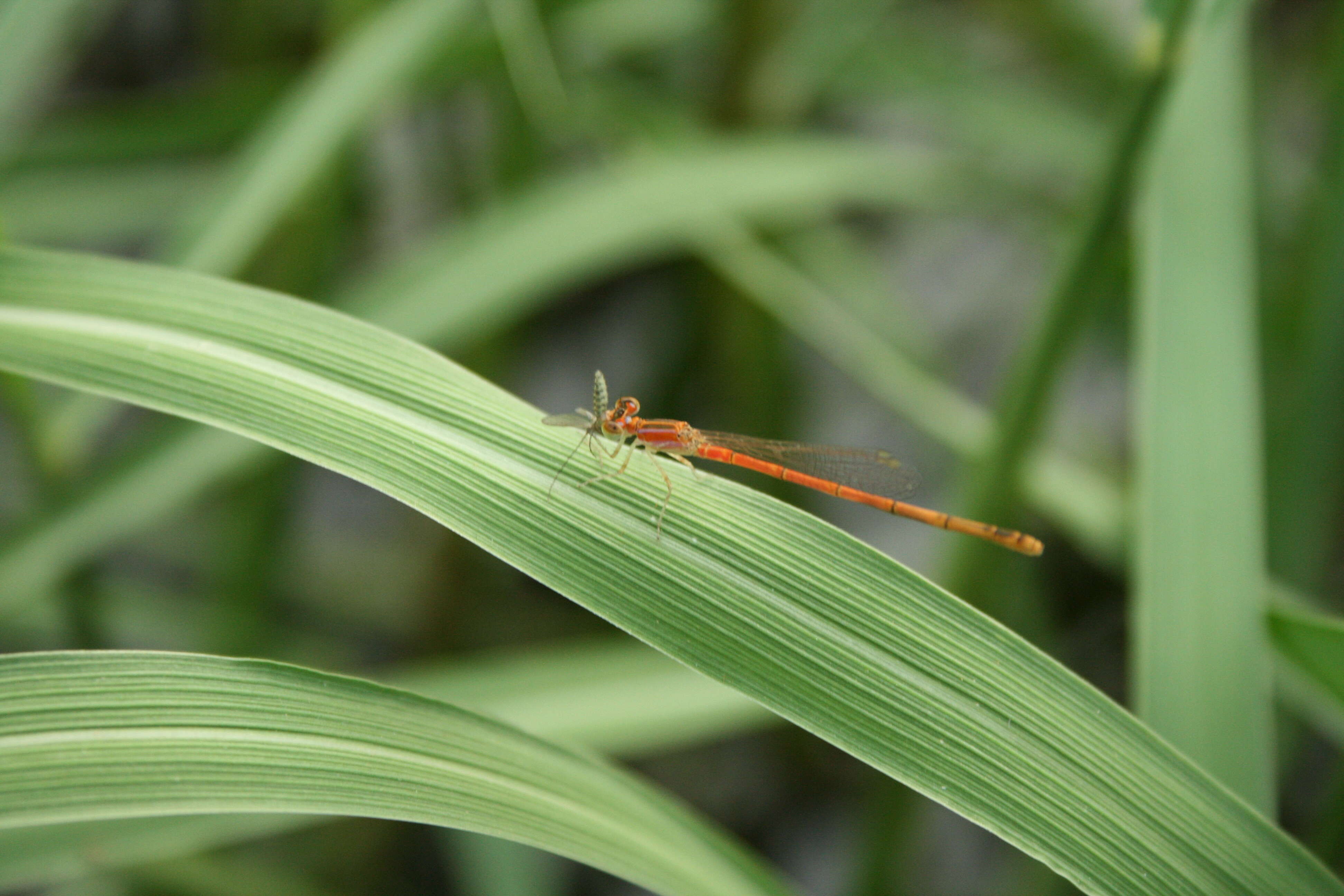 Imagem de Agriocnemis pygmaea (Rambur 1842)