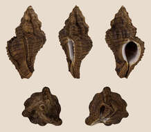 صورة Chicoreus capucinus (Lamarck 1822)