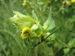 Image of European yellow rattle