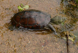 Image of Chinese Pond Turtle