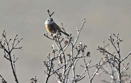 Image of European Rock Bunting