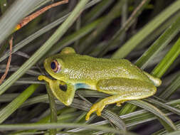 Image of Drewes' Reed Frog