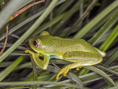 Image of Drewes' Reed Frog