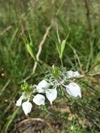 Nigella arvensis L. resmi