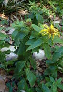 Image of Hooker's inula