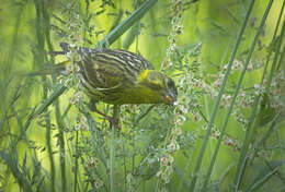 Image of serin, european serin