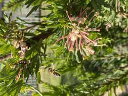 Image of Grevillea iaspicula Mc Gill.